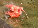 FWZoo_Birds (6)